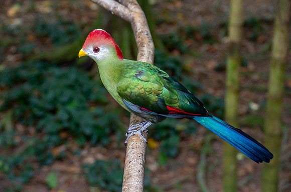 Red crested turaco
