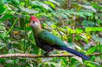 Red crested turaco