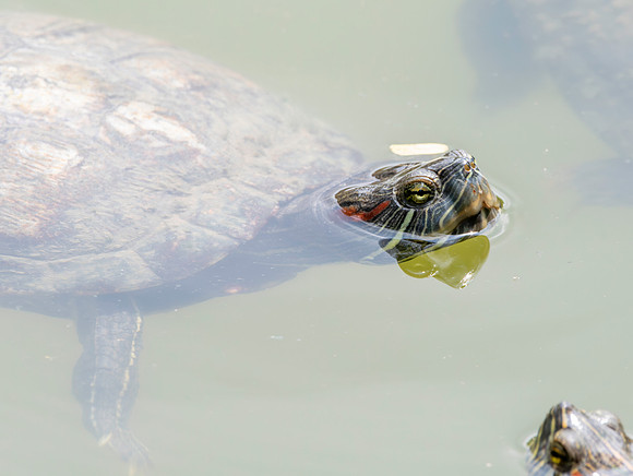 Red eared slider turtle