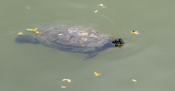 Red eared slider turtle