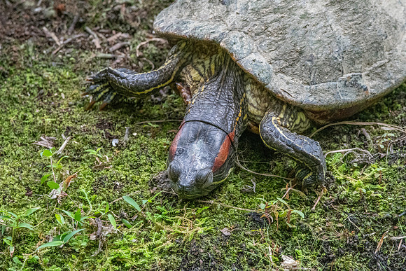 Red eared slider turtle