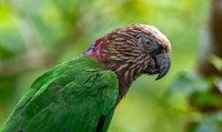 Red fan parrot
