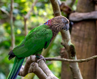 Red fan parrot