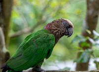 Red fan parrot