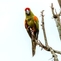 Green winged macaw / Red and green macaw