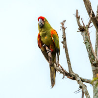 Green winged macaw / Red and green macaw