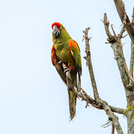 Green winged macaw / Red and green macaw