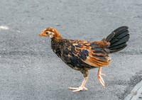 Red junglefowl, juvenile