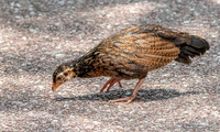 Red junglefowl, juvenile