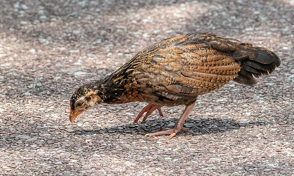 Red junglefowl, juvenile