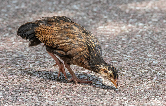 Red junglefowl, juvenile