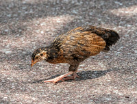 Red junglefowl, juvenile