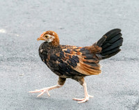 Red junglefowl, juvenile