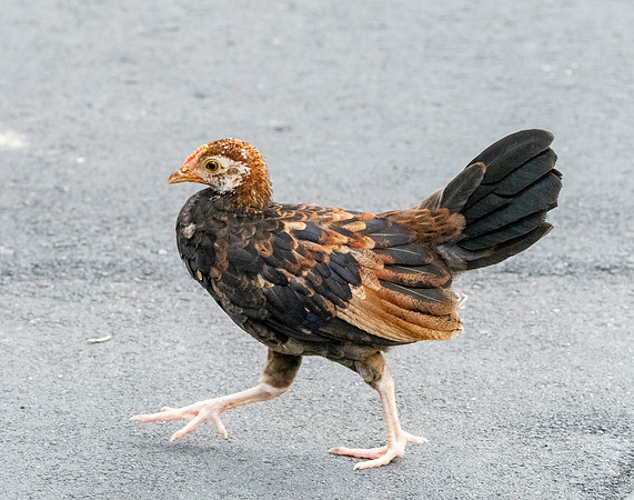 Red junglefowl, juvenile