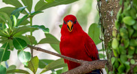 Red lory