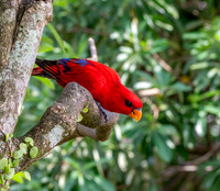 Red lory
