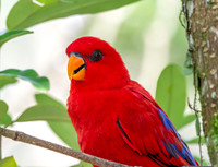 Red lory