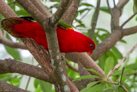 Red lory