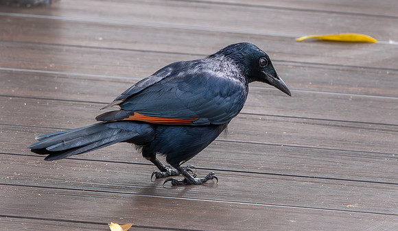 Red winged starling