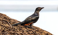 Red winged starling