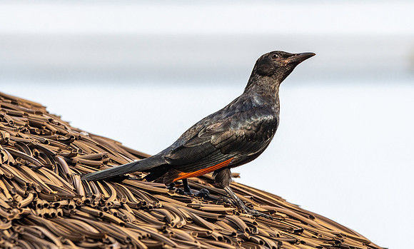 Red winged starling