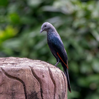 Red winged starling