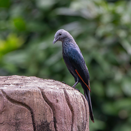 Red winged starling
