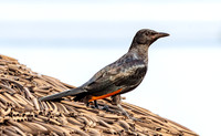 Red winged starling