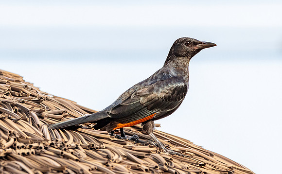 Red winged starling