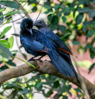 Red winged starling