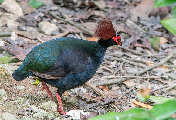 Roul roul partridge