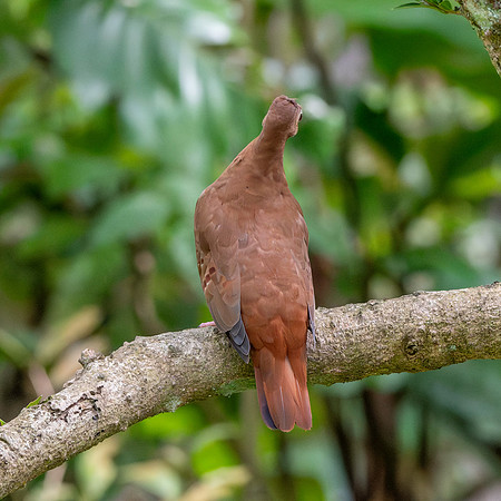 Ruddy ground dove