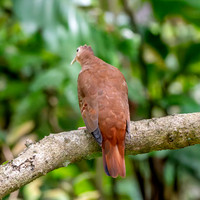 Ruddy ground dove