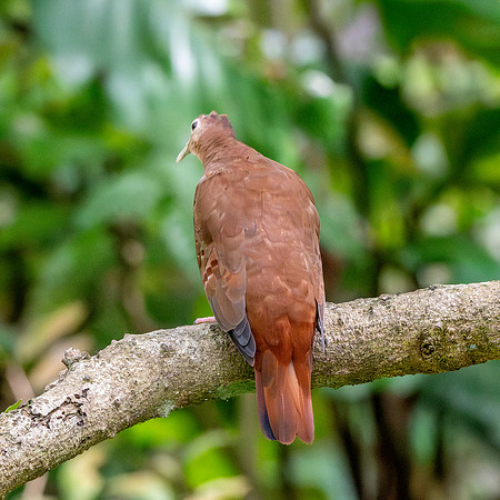 Ruddy ground dove