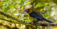 Saffron toucanet