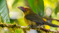 Saffron toucanet