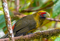Saffron toucanet
