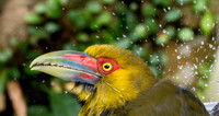 Saffron toucanet