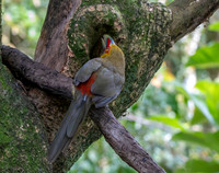 Saffron toucanet