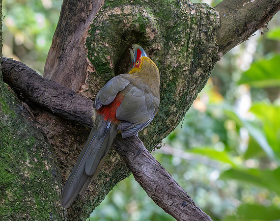 Saffron toucanet