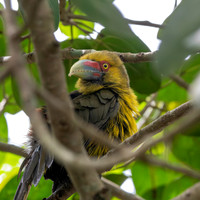 Saffron toucanet