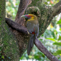 Saffron toucanet