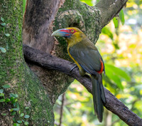 Saffron toucanet