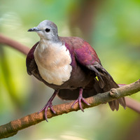 Santa Cruz ground dove