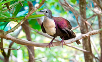 Santa Cruz ground dove