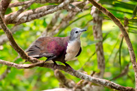 Santa Cruz ground dove
