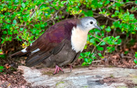 Santa Cruz ground dove