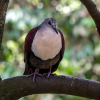 Santa Cruz ground dove