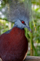 Sclater's crowned pigeon