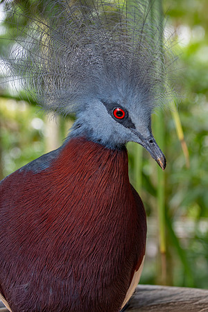 Sclater's crowned pigeon